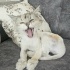 Ücretsiz sahiplenme chinchilla kedi fotoğraf