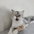 Ücretsiz sahiplenme chinchilla kedi fotoğraf