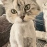 Ücretsiz sahiplenme chinchilla kedi fotoğraf