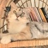 Ücretsiz sahiplenme chinchilla kedi fotoğraf