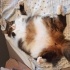 Sağlıklı ve Bakımlı Kedi ( Şirin) fotoğraf