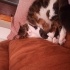 Sağlıklı ve Bakımlı Kedi ( Şirin) fotoğraf