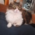 Sağlıklı ve Bakımlı Kedi ( Şirin) fotoğraf