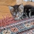 2 aylık minik yavru fotoğraf