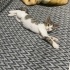 BULUNDUĞUNDA ÖLMEK ÜZEREYDİ HAYATA TUTUNDU ŞİMDİ BİR EVE İHTİYACI VAR✨🥹🐱 fotoğraf