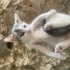 1-1.5 aylık yavru kedi fotoğraf