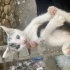 1-1.5 aylık yavru kedi fotoğraf