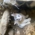 1-1.5 aylık yavru kedi fotoğraf