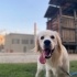 Ücretsiz Golden Retreiver Sahiplendirme