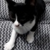 Smokin Yavru kedi fotoğraf