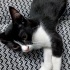 Smokin Yavru kedi fotoğraf
