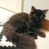Biricik yavrumuz Kahve Rengi British Shorthair fotoğraf