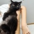 Biricik yavrumuz Kahve Rengi British Shorthair fotoğraf