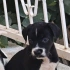 Pıt ve DOGO melezi bebek evini ariyor fotoğraf