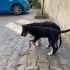 anne bordercolly baba kurt, çok cana yakın, hiperaktif, komuta duyarlı