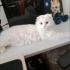 Ücretsiz sahiplenme British kedi ömürlük yuva fotoğraf