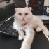 Ücretsiz sahiplenme British kedi ömürlük yuva fotoğraf