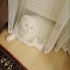 Ücretsiz sahiplenme British kedi ömürlük yuva fotoğraf