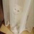 Ücretsiz sahiplenme British kedi ömürlük yuva fotoğraf