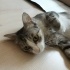 Şekere yuva bu kedi acil sahiplenilmeyi bekliyor yaralıydı tedavi ettirdik fotoğraf