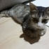 Şekere yuva bu kedi acil sahiplenilmeyi bekliyor yaralıydı tedavi ettirdik fotoğraf