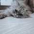 Çok sakin bir kedi fotoğraf