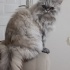 Çok sakin bir kedi fotoğraf