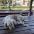Parka Terk Etmişler Yuva Arıyoruz fotoğraf