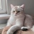 2.5 YAŞINDA KISIR AŞILARI TAM BRİTİSH SHORTHAİR ERKEK KEDİ ÖMÜRLÜK YUVA