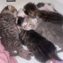 5 kardeşe yuva anne British shorthair babaları tekircan kendileri bal lokması