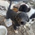 YUVA OL, HAYAT KURTAR. 4 YAVRU ÖMÜRLÜK YUVALARINI ARIYORLAR fotoğraf