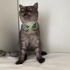 Lütfen yuva kısır Dişi fotoğraf