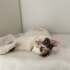 Acil yuva dişi 5 aylık fotoğraf