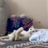 İZMİR TERKEDİLMİS BİR CAN DAHA.ÖMÜRLÜK YUVASINI ARIYORUZ fotoğraf