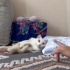 İZMİR TERKEDİLMİS BİR CAN DAHA.ÖMÜRLÜK YUVASINI ARIYORUZ fotoğraf
