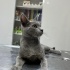 Erkek kısır acil yuva fotoğraf