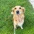 Bir bakışla kalbi fetheden köpek fotoğraf
