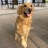 Bir bakışla kalbi fetheden köpek fotoğraf