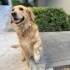 Bir bakışla kalbi fetheden köpek fotoğraf