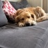 Bir bakışla kalbi fetheden köpek fotoğraf