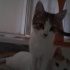SOKAĞA ATILACAK YAVRU KEDİLERE YUVA fotoğraf