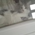 SOKAĞA ATILACAK YAVRU KEDİLERE YUVA fotoğraf