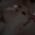 SOKAĞA ATILACAK YAVRU KEDİLERE YUVA fotoğraf