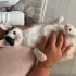 3 aylık arkadaş canlısı erkek yavru kedi fotoğraf