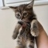 ÇOK GÜZEL BİR BIDIK fotoğraf