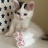 Pamuk Şekerler Acil Yuva Arıyor fotoğraf