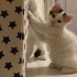 Pamuk Şekerler Acil Yuva Arıyor fotoğraf