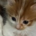 UZUN TÜYLÜ ÇOK GÜZEL BİR KEDİ OLACAK fotoğraf