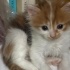 UZUN TÜYLÜ ÇOK GÜZEL BİR KEDİ OLACAK fotoğraf