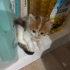 UZUN TÜYLÜ ÇOK GÜZEL BİR KEDİ OLACAK fotoğraf
